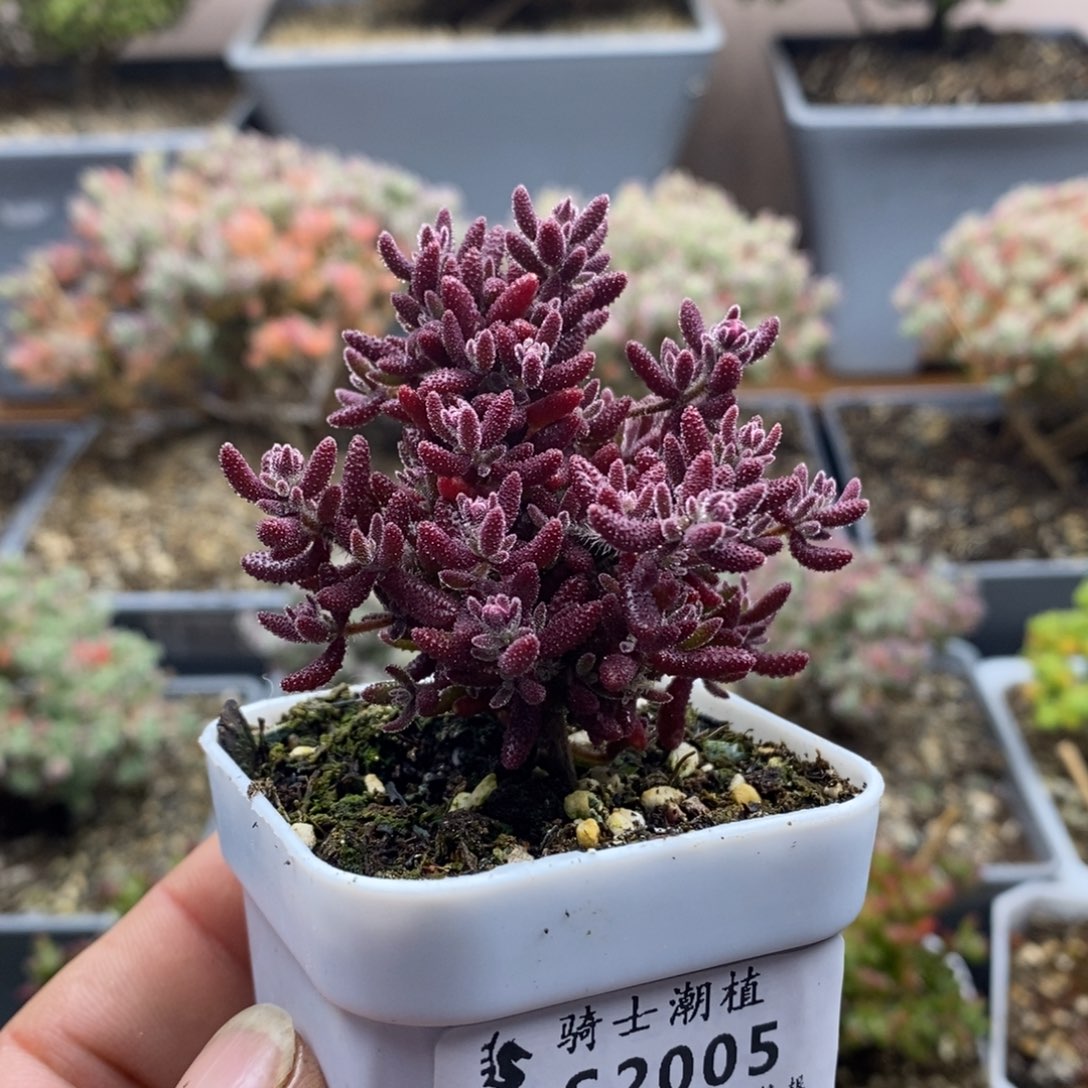 2005红麒麟枝干番杏