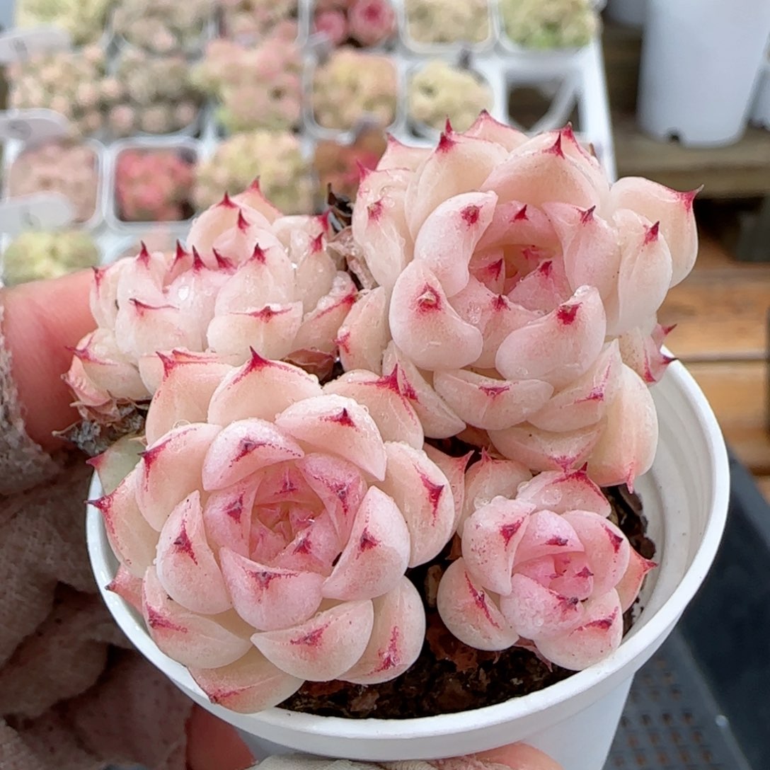 【闪购商品】0127-41小魔仙