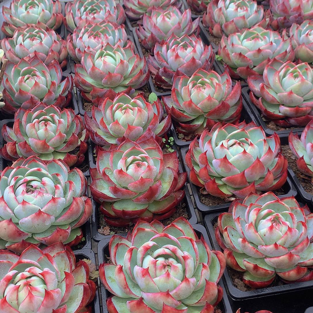 大惊鸿24678990000000