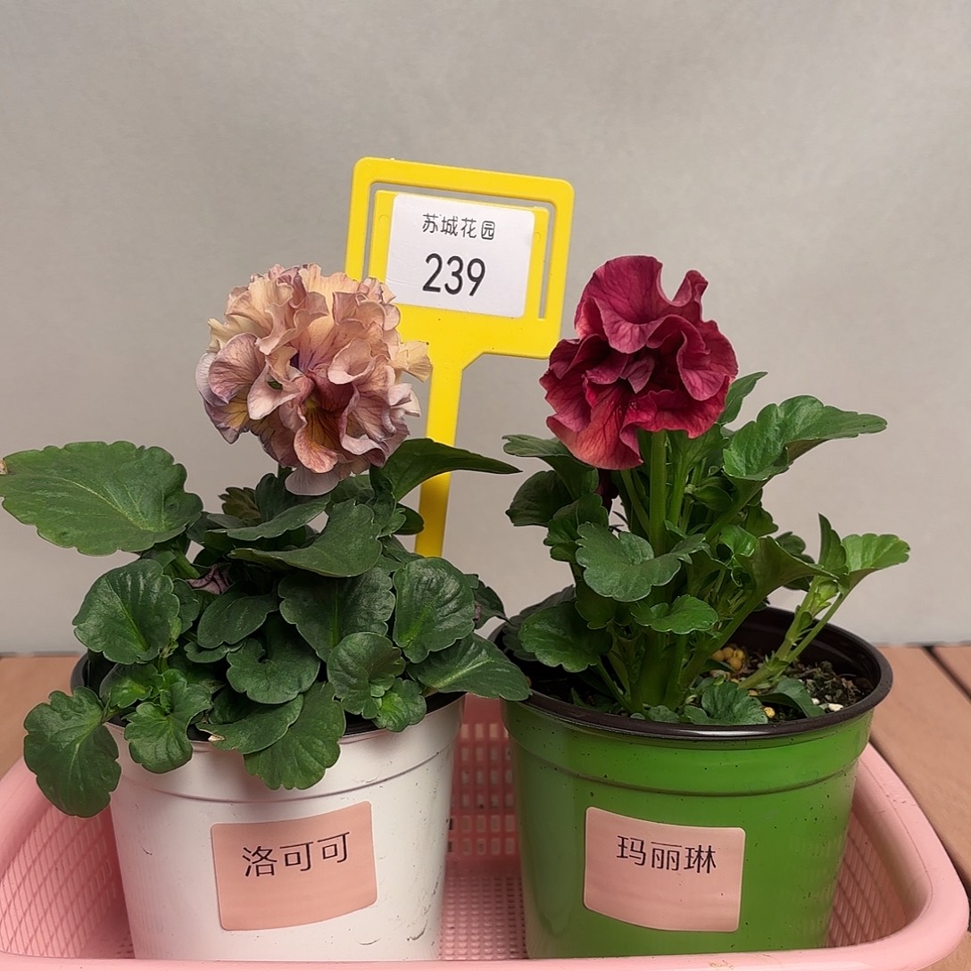 大部分开放少量花苞239