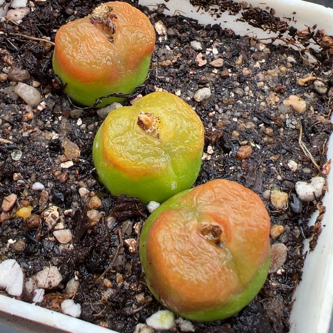 3.4好看的多肉脱土发货601