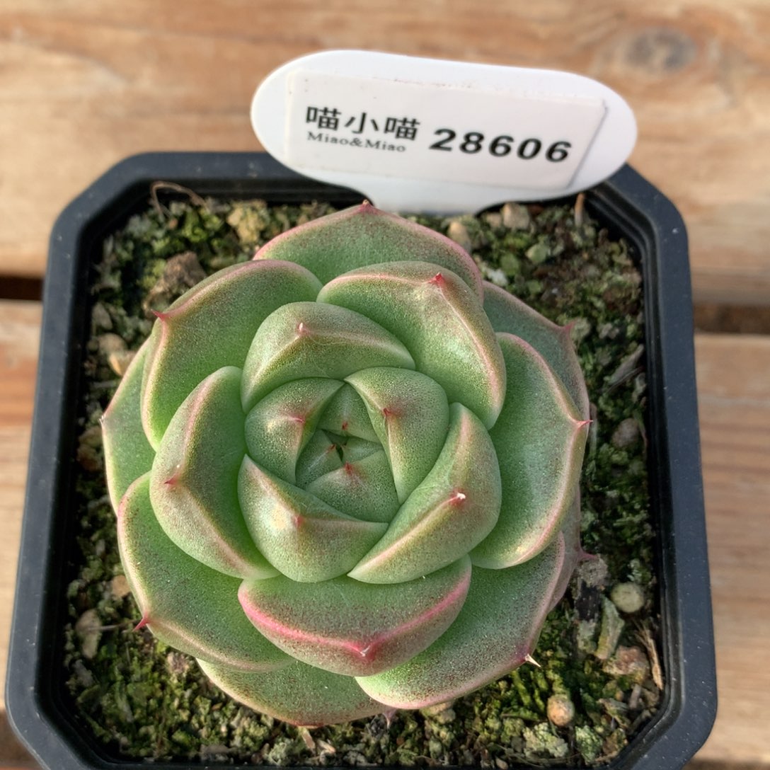 夕*多肉植物翡翠琉璃