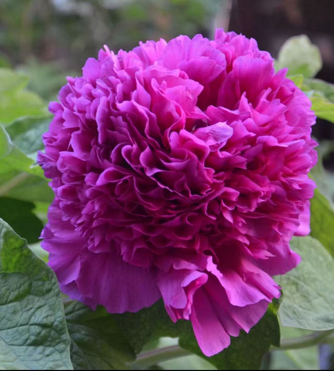 【首案红牡丹】紫红色观赏牡丹花苗耐寒阳台盆栽庭院种植 原盆原土