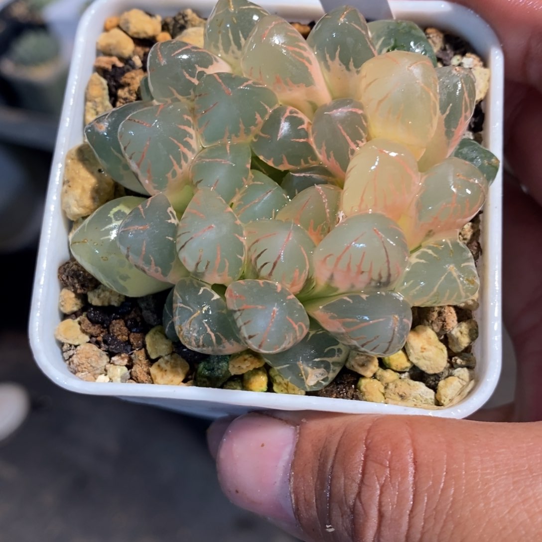 一颗实生玉露锦。