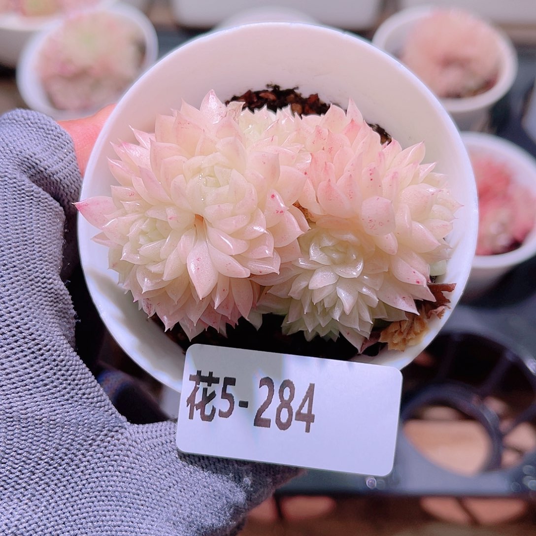 花05-284麦秆群生