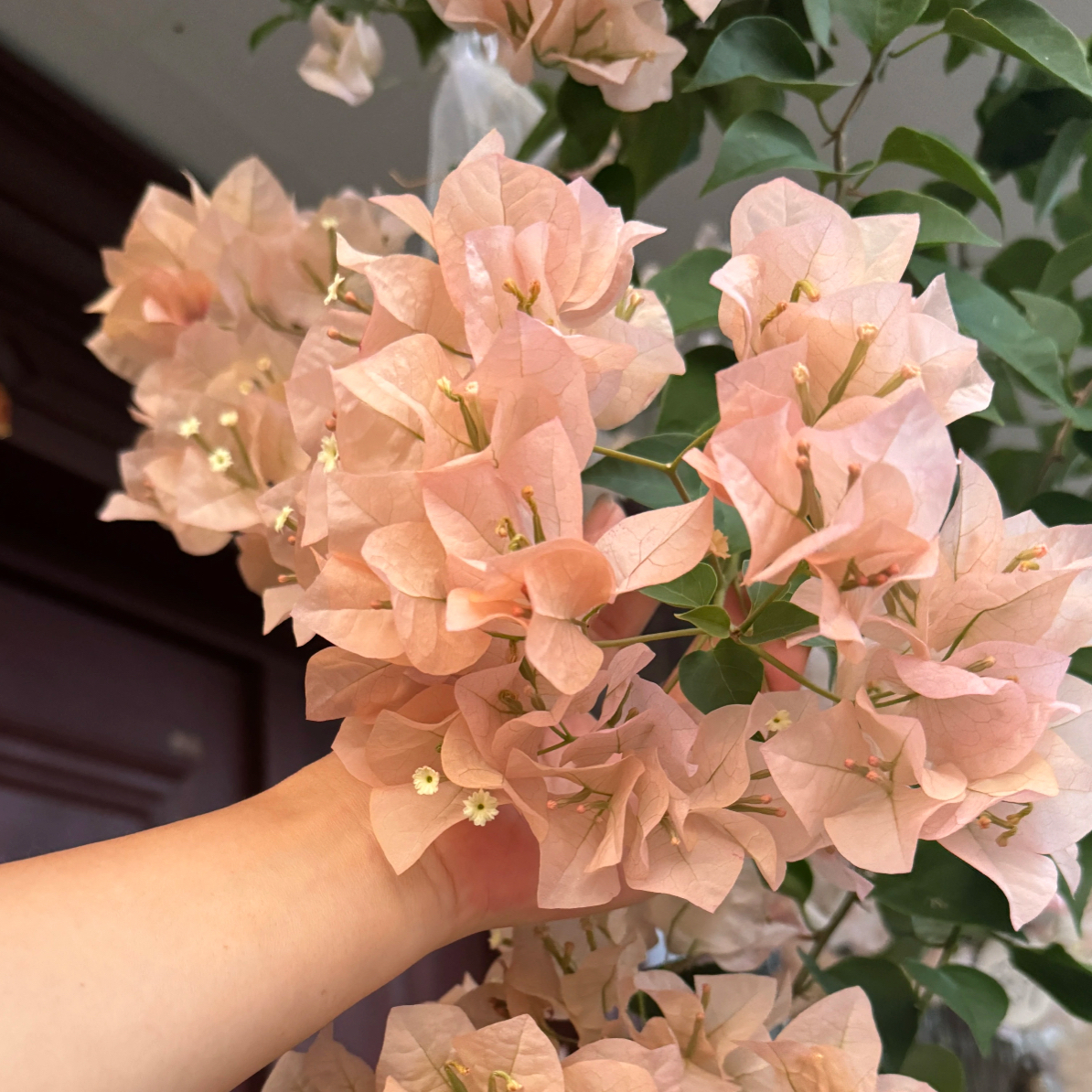 【奶昔】袋苗勤花四季开花三角梅