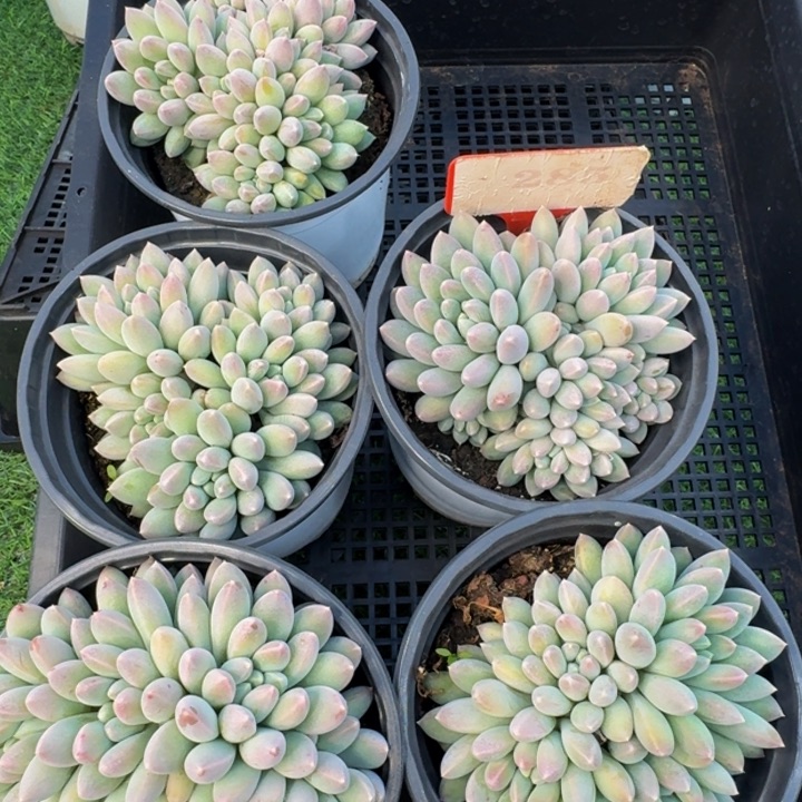 285多肉植物一物一拍