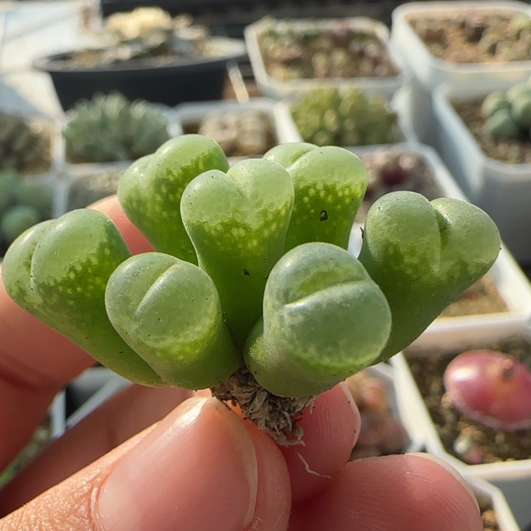 7439 大白多肉植物园
