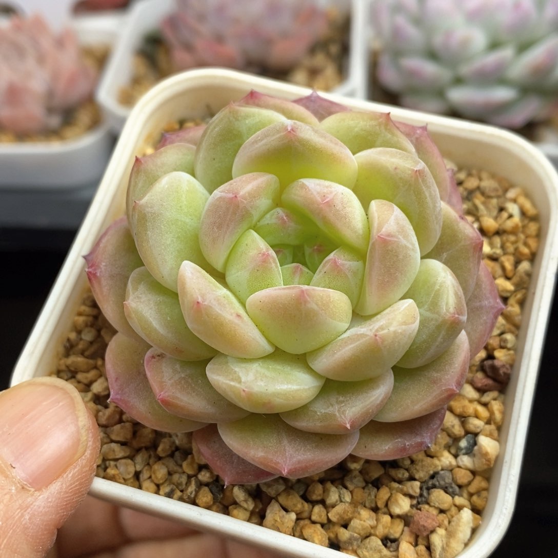 精品多肉一物一拍214