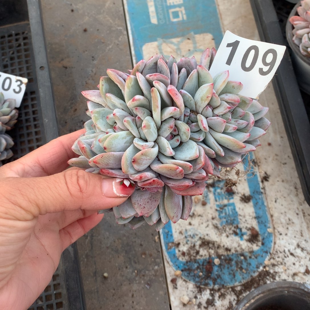 109橙子朵朵多肉植物