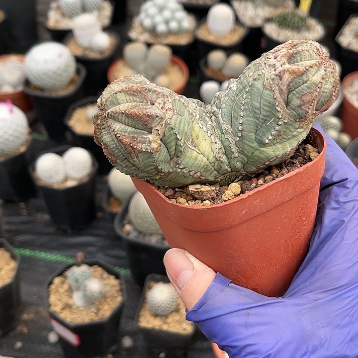 无花朵绿*泡1111111111111