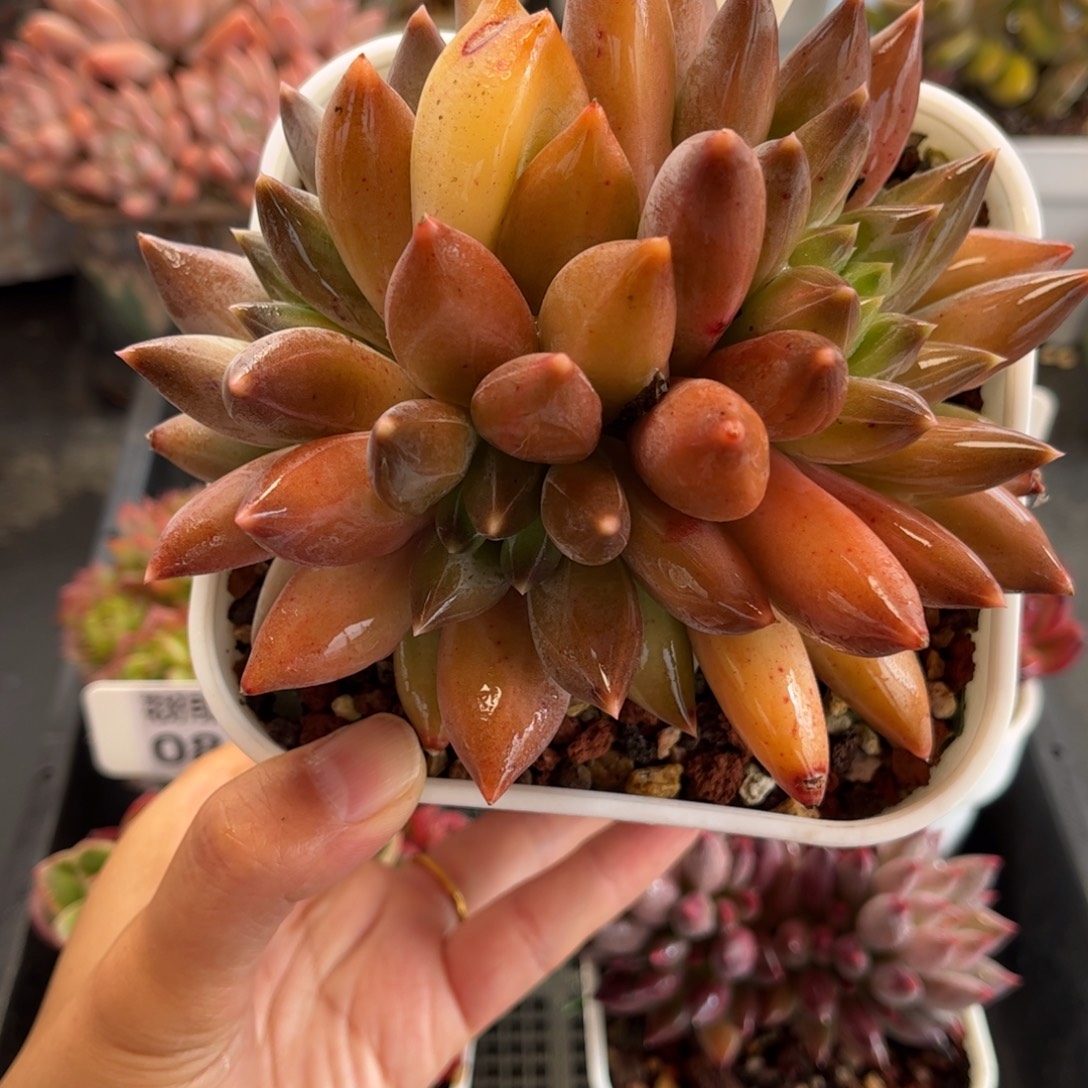 多肉植物0844 天冷必拍保温箱