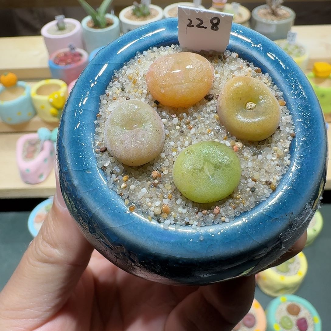 红陶蘑菇265空卡