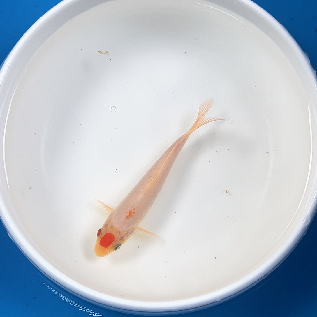 锦鲤鑫泓锦鲤养殖基地