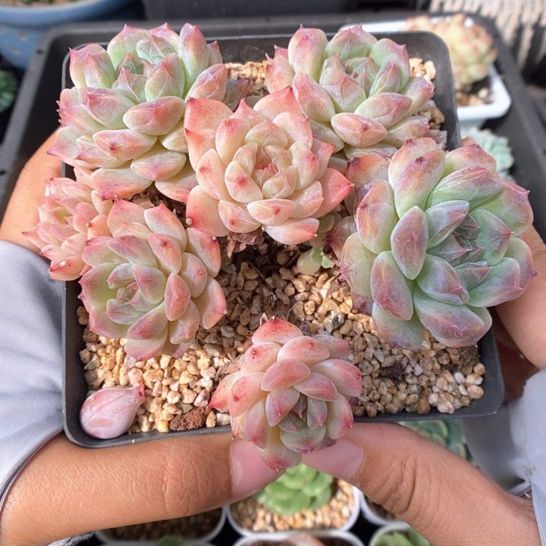 糖心粉魄群生805号。    