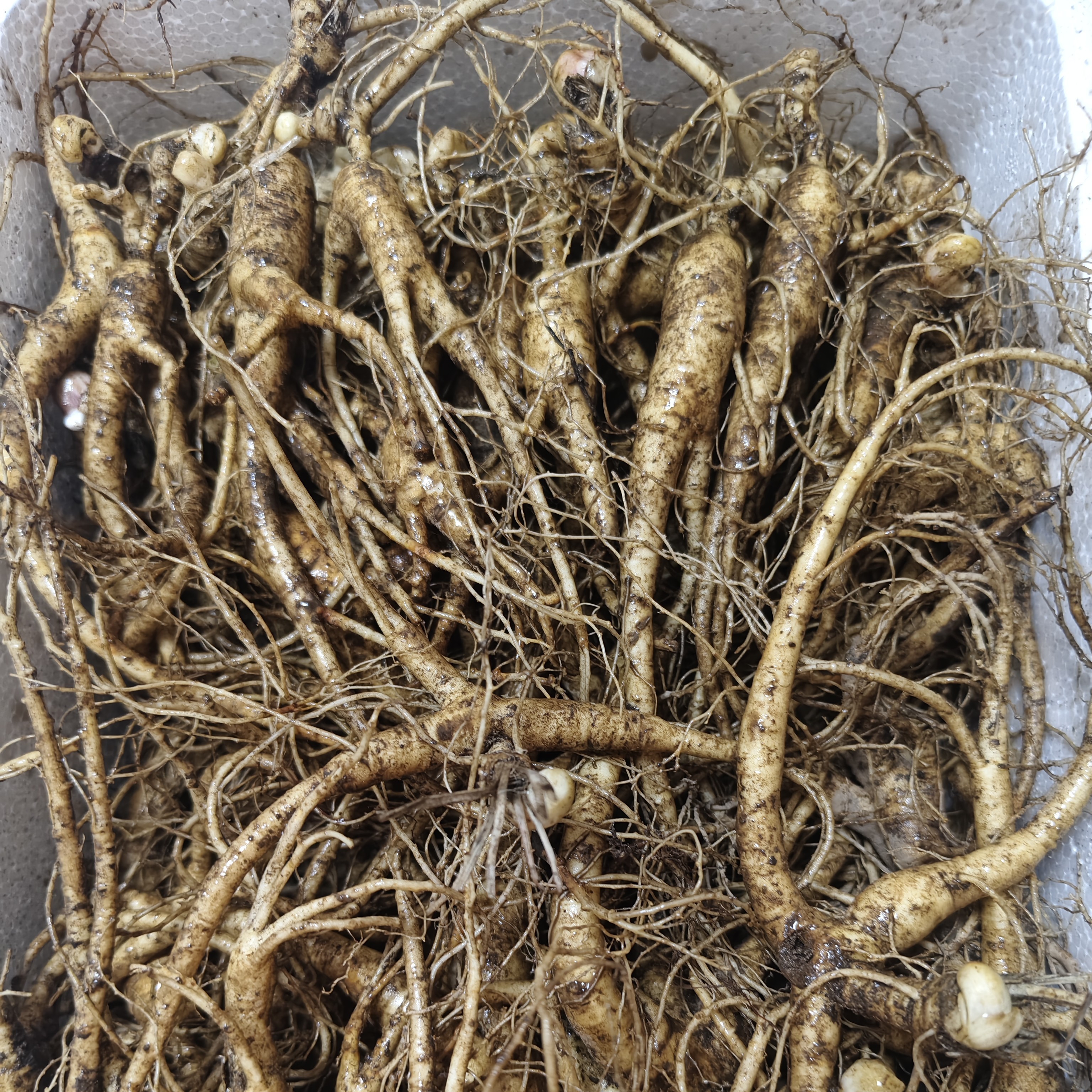 东北林下参林下参价格变动链接已看见商品人参实物为准