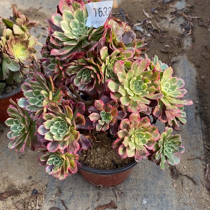 水墨画多肉断头不包1633