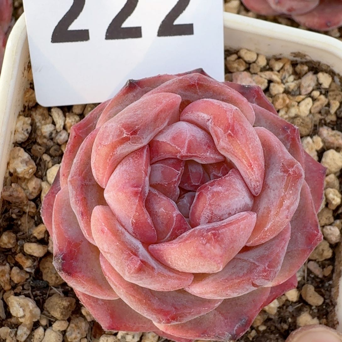 冰魄福利         多肉植物