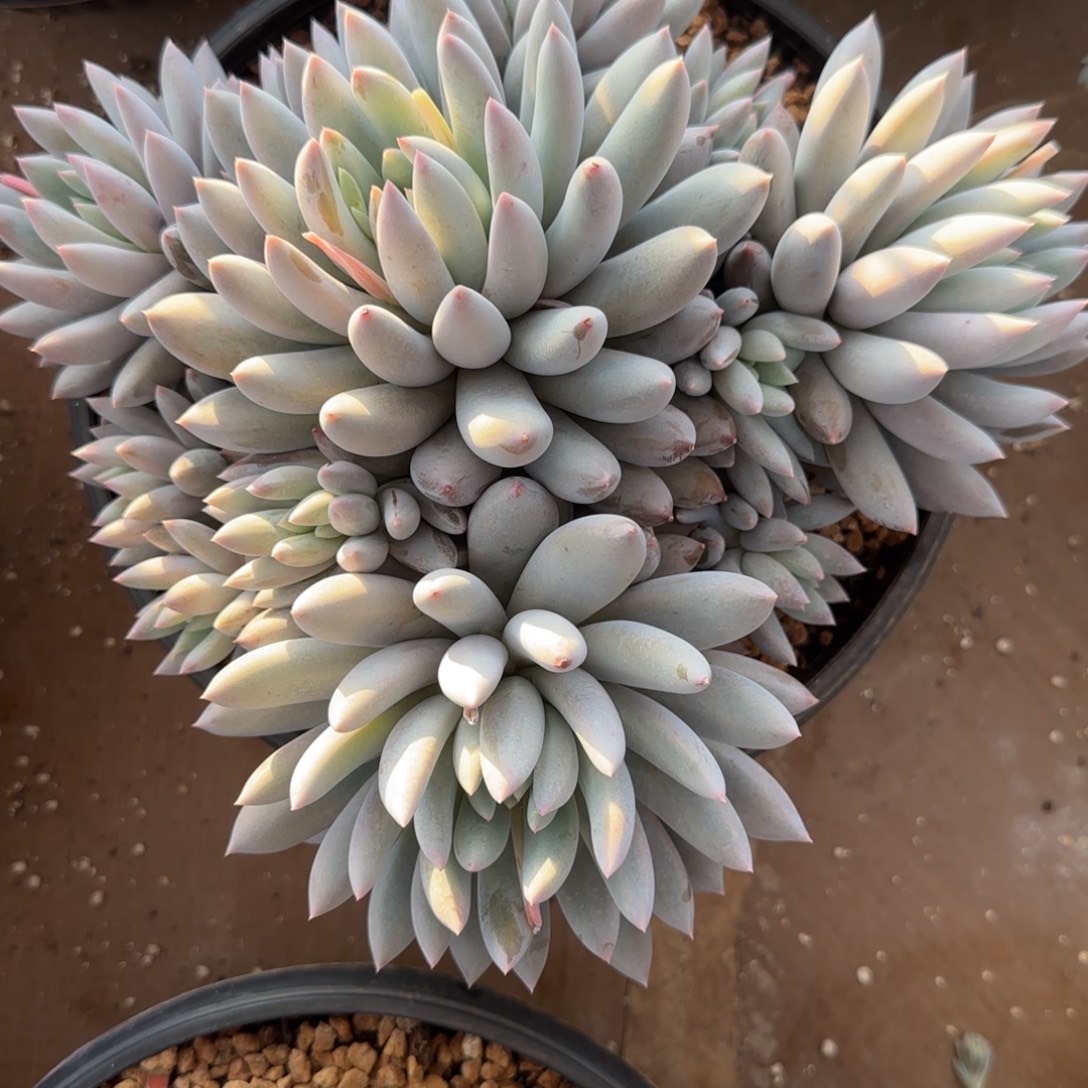 三***少多肉植物索罗门系列