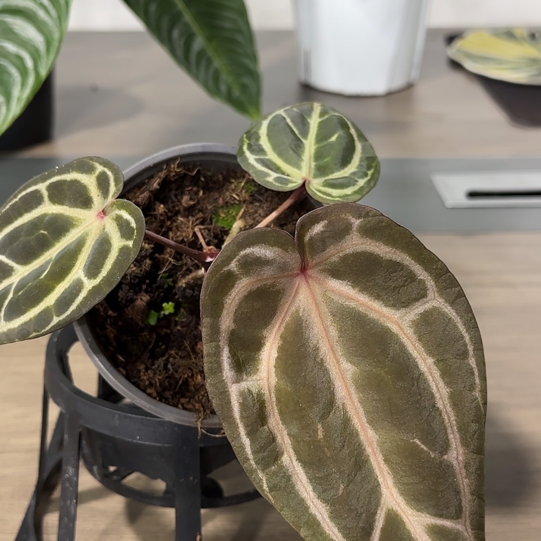 无花朵红水晶F3花烛