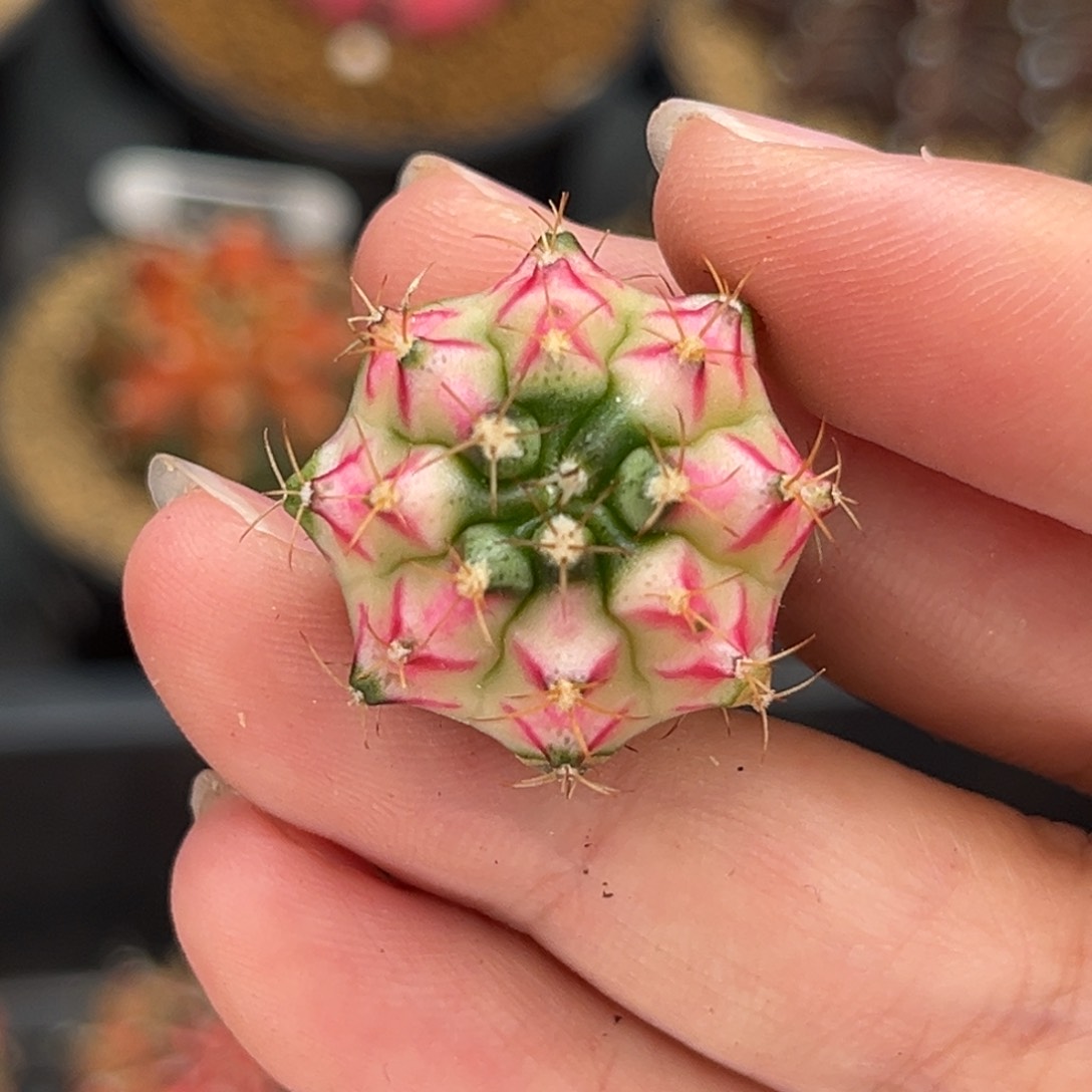 白穹顶 米哈仙人球