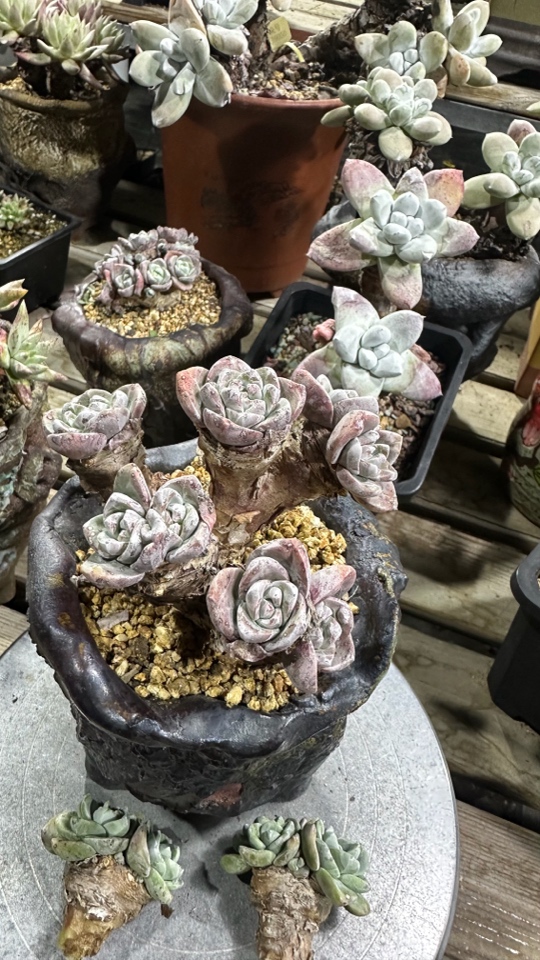 韩货厚圆叶苹果叶