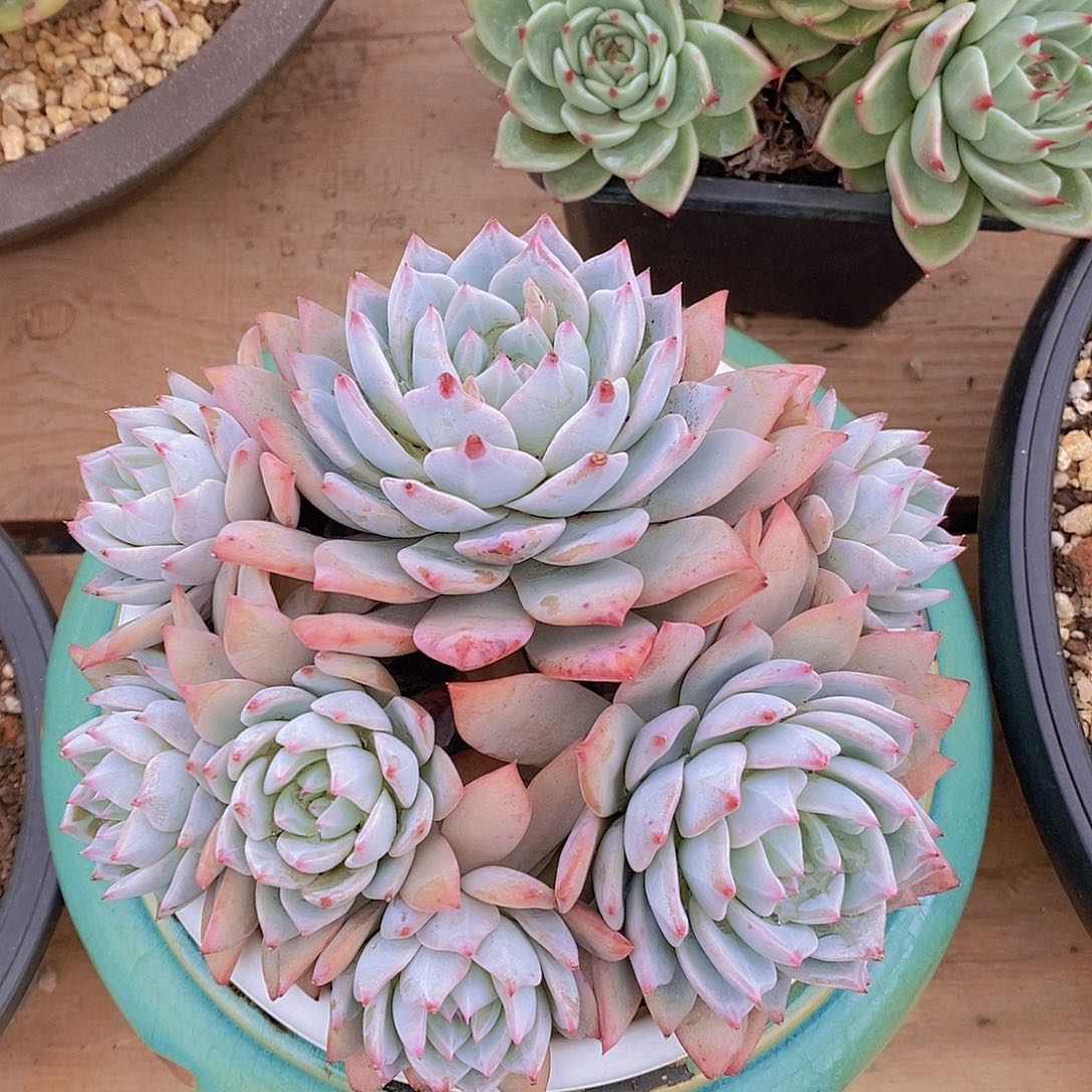 多肉植物粉蓝鸟群