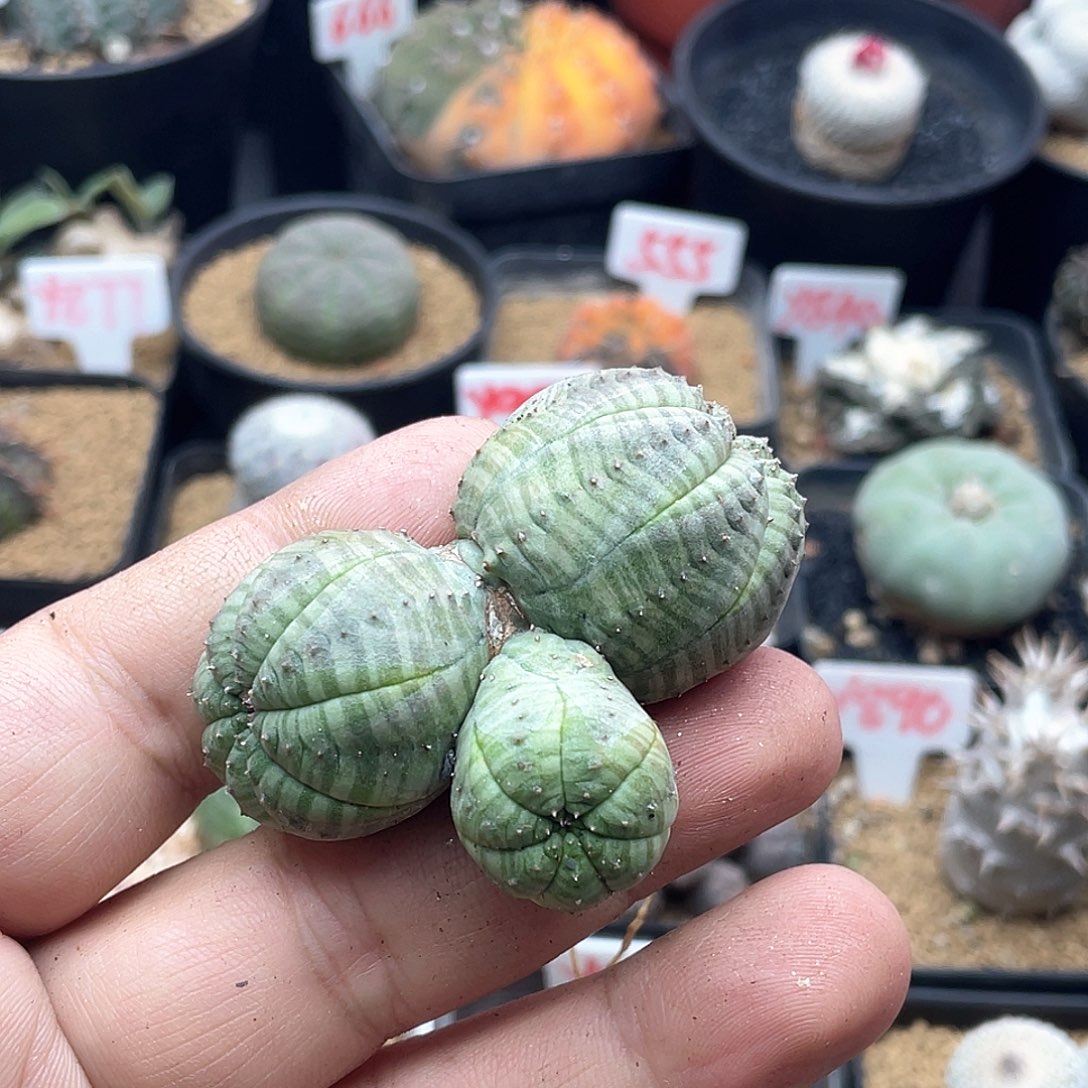 K***n三头欧系布纹球仙人球