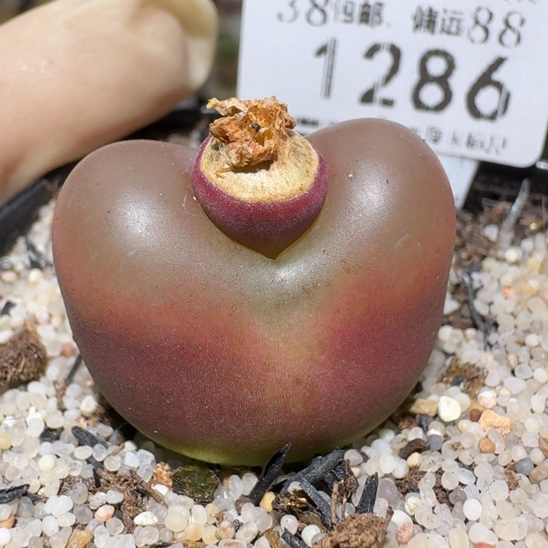 zzz精品也福利1286