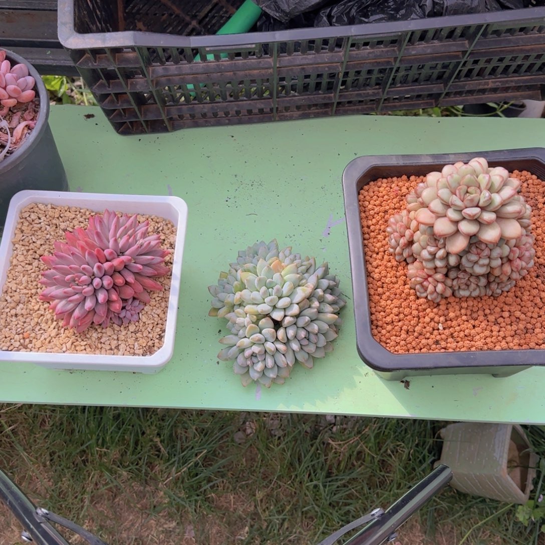 车厘子 25奶糖 58 葡萄 80