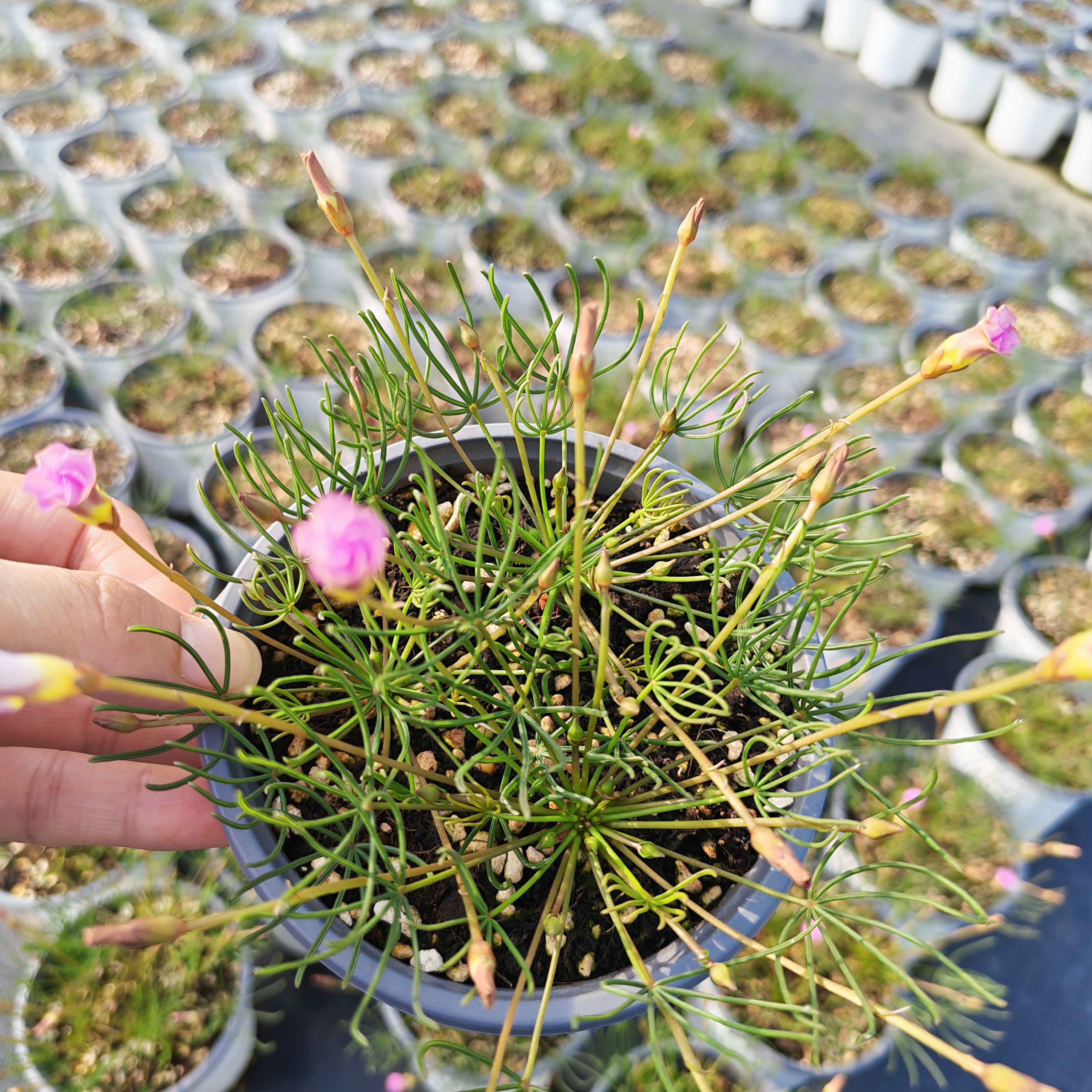 带花发货 酢浆草观叶类盆栽 12公分盆 基地直发