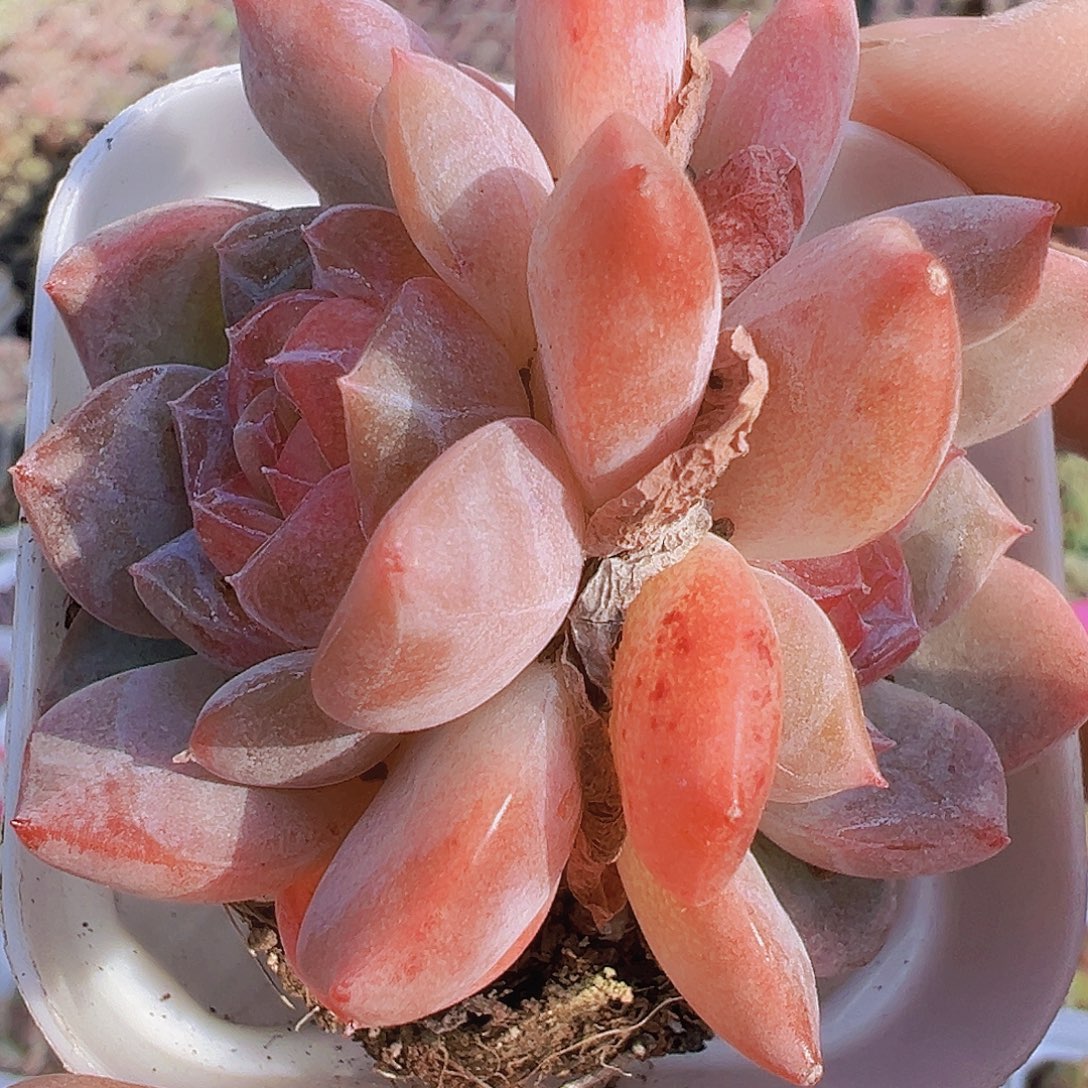 粉黛双头19包邮多肉zw