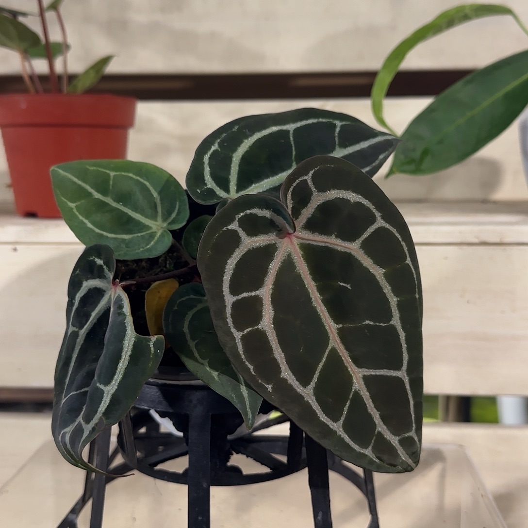 无花朵红水晶花烛