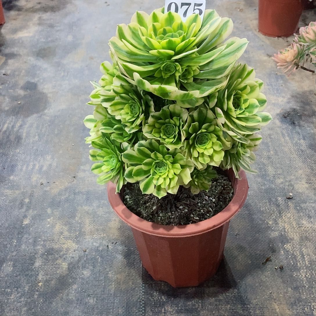 金丝翡翠075多肉法师植物