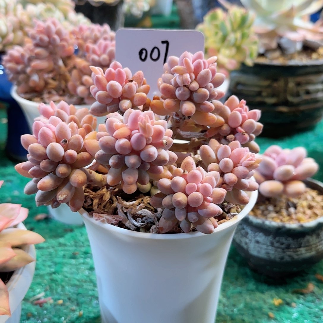 婴儿手指007一物一拍