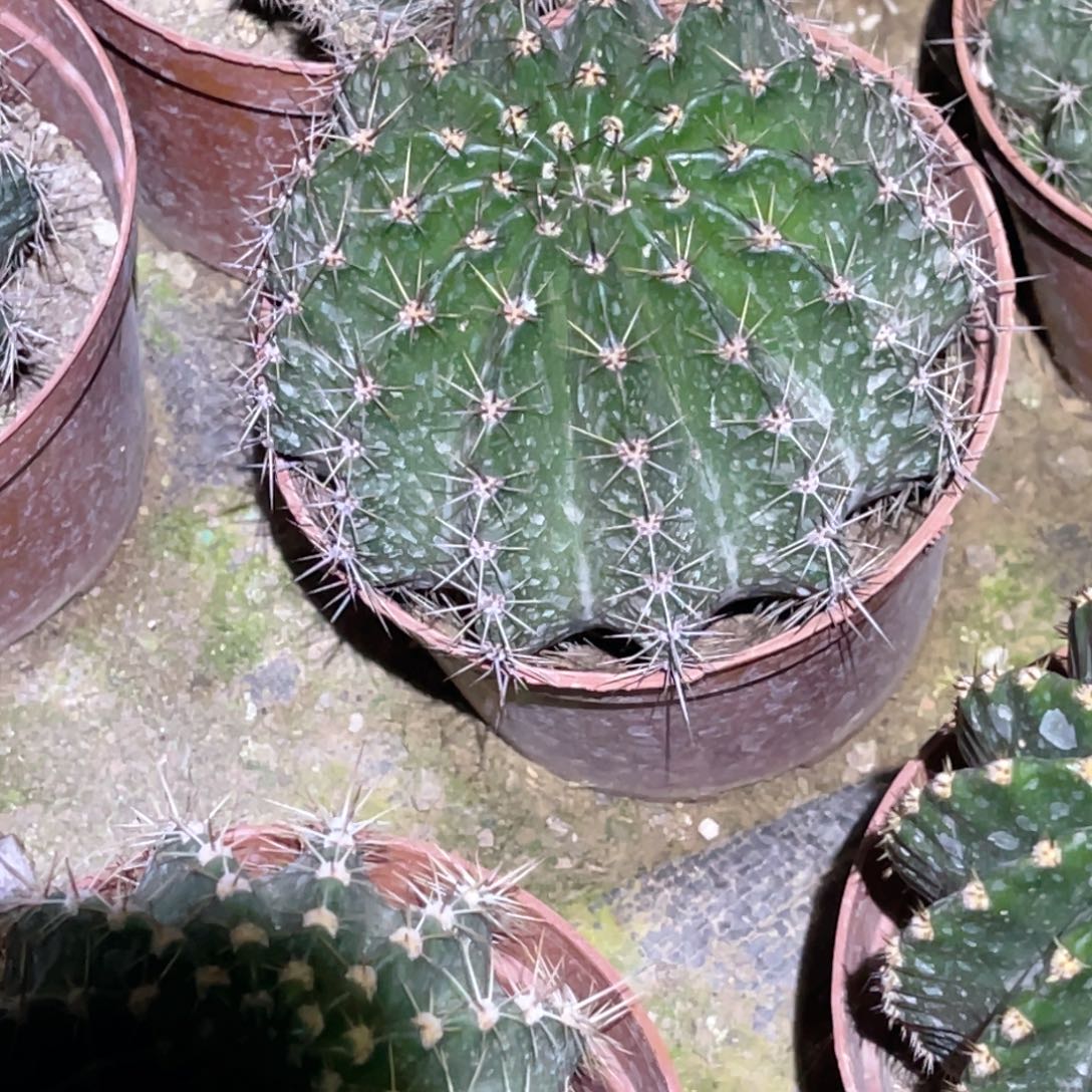 花***夕彩草实生脱土脱盆摘花满20包邮