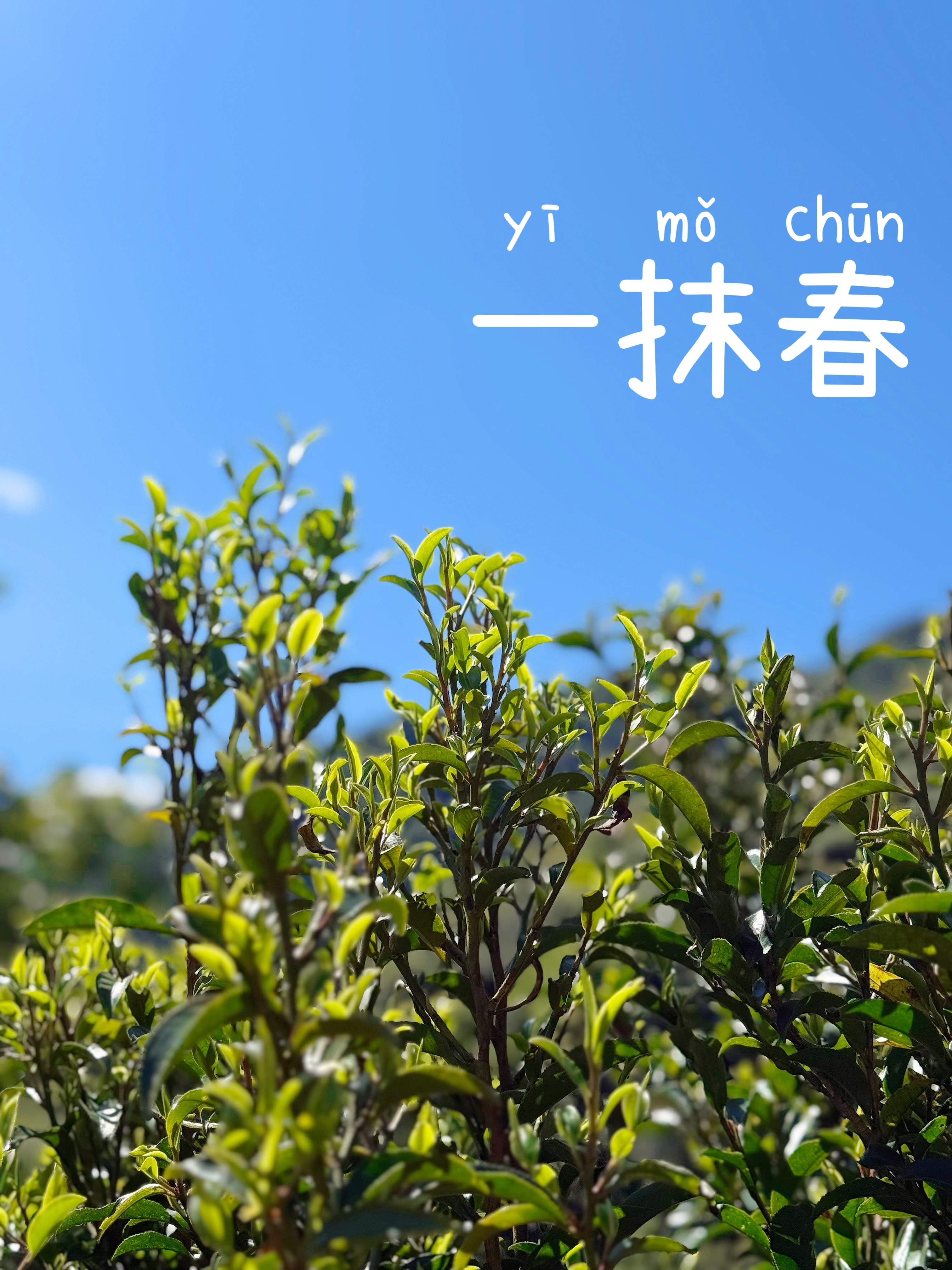 2024年千家寨古树