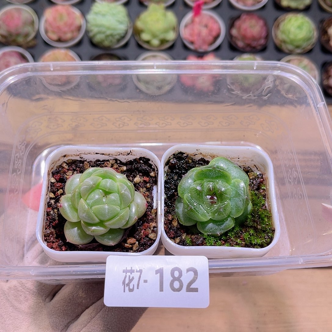 花利美7-182新品珍妮2颗