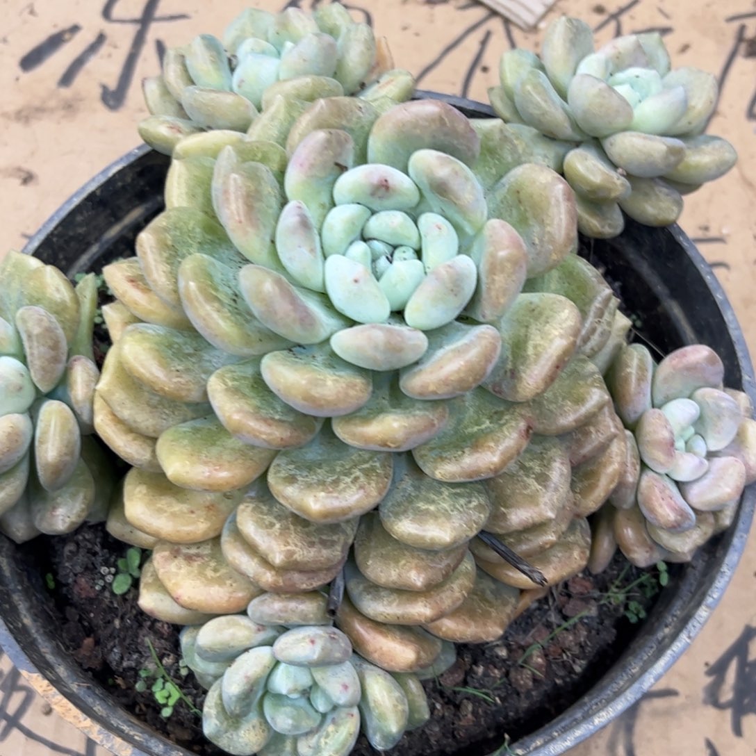 冰橙带盆土发货   