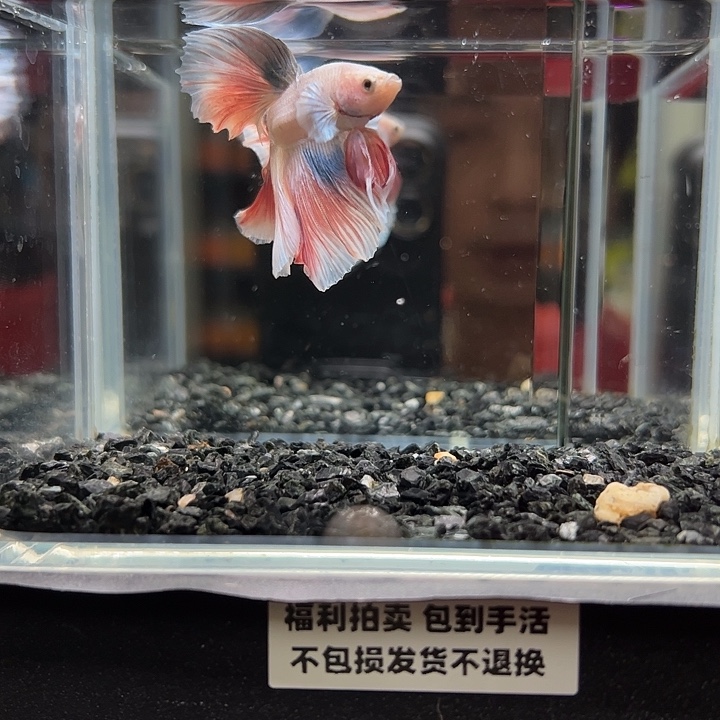 斗鱼跑单拉黑23日90