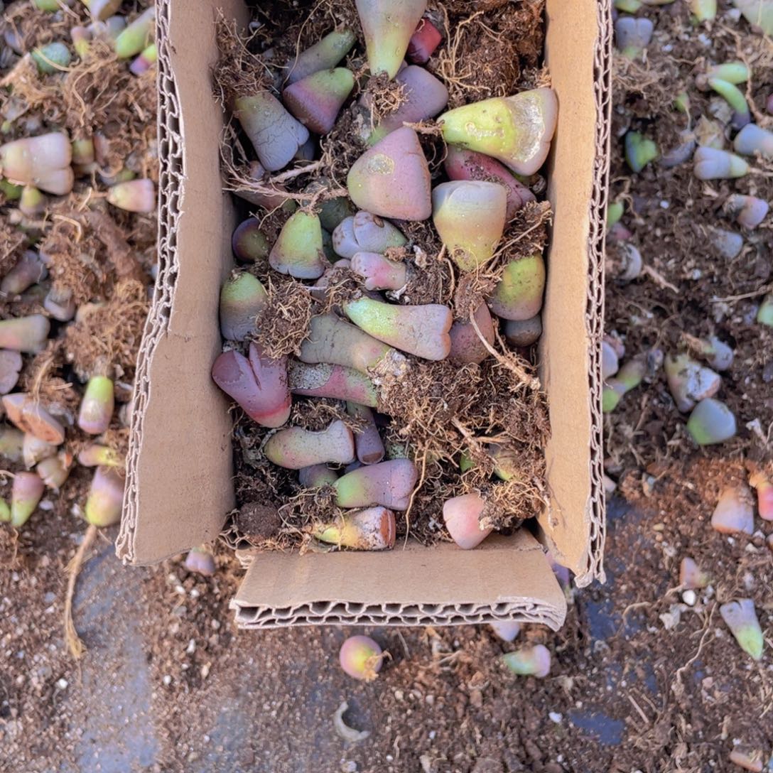 一箱混搭88888888888