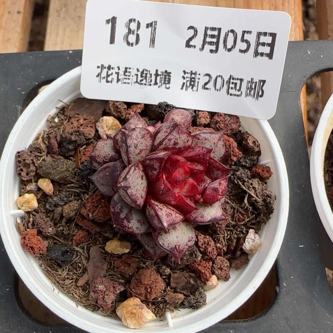 花语逸镜0205-181