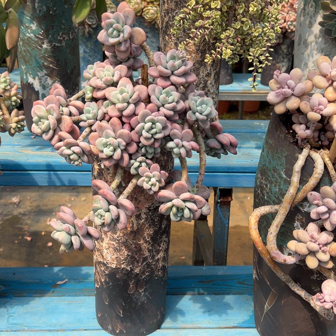 精品红洛神妖桩 裸根