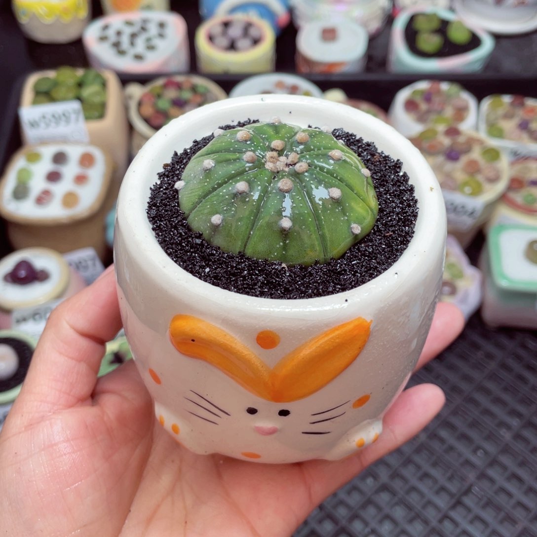 w6016 -零下地区拍保温箱-15支持寄养