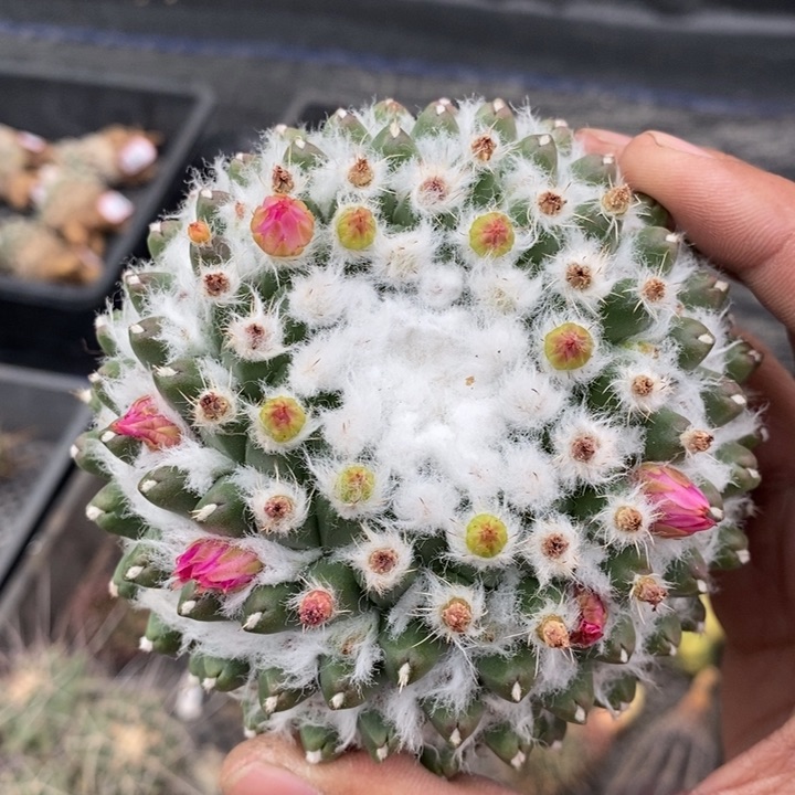 【闪购商品】优选雪糕