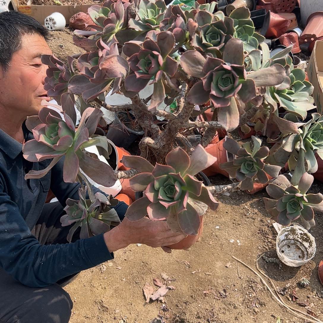 多肉植物多肉植物