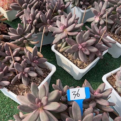 36大糖果一个土多肉