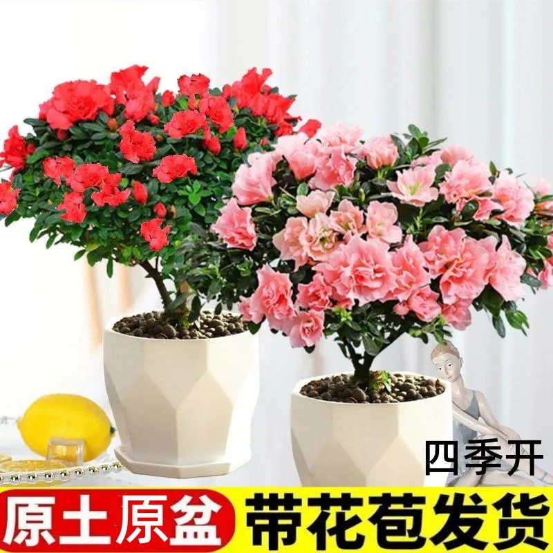 带花包杜鹃花苗盆栽粉色西玛杜鹃花四季好养室内外好养绿植花卉