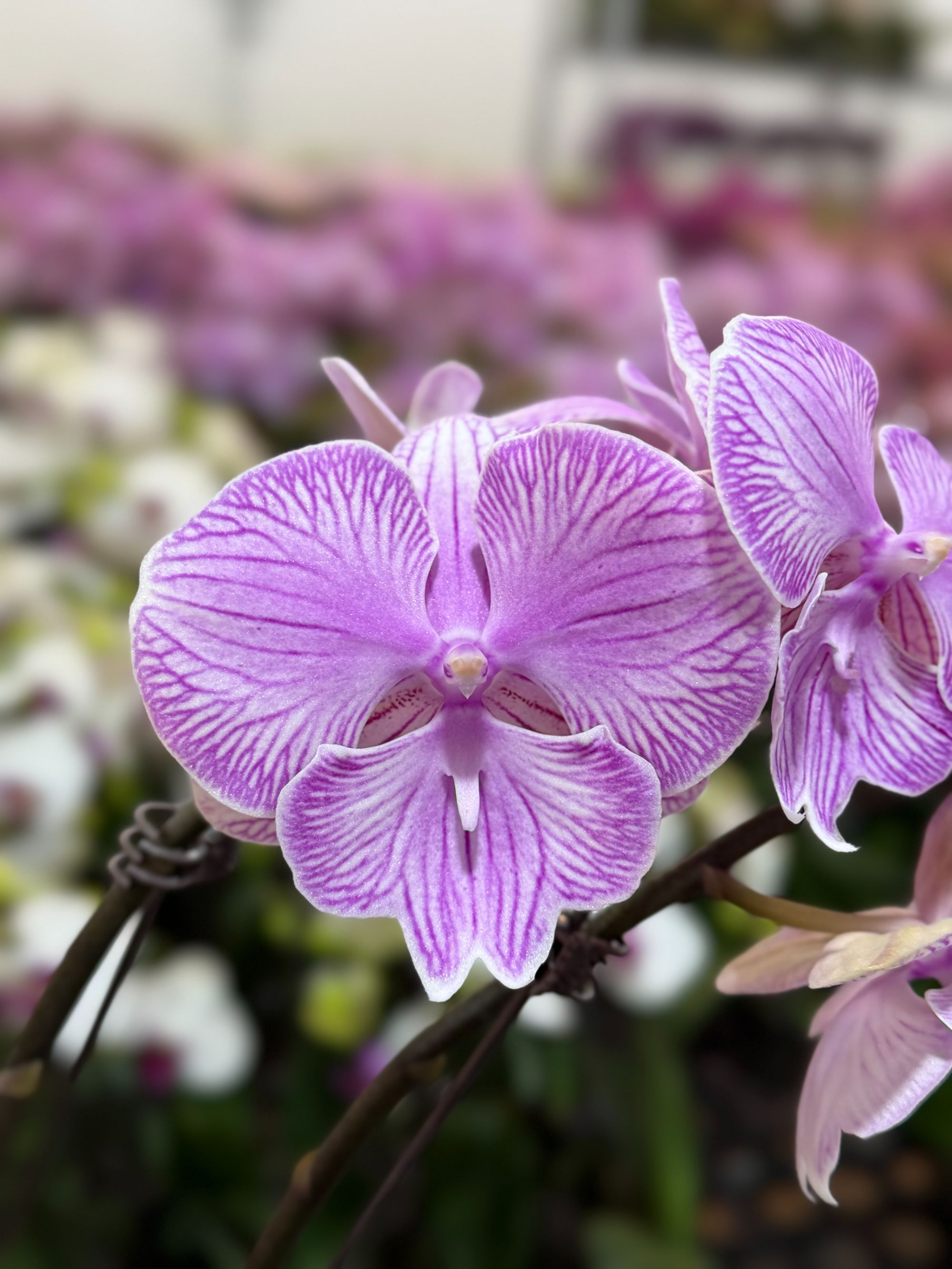 蝴蝶兰【朗布隆】中大花型 带花发货  高端花卉 室内美观
