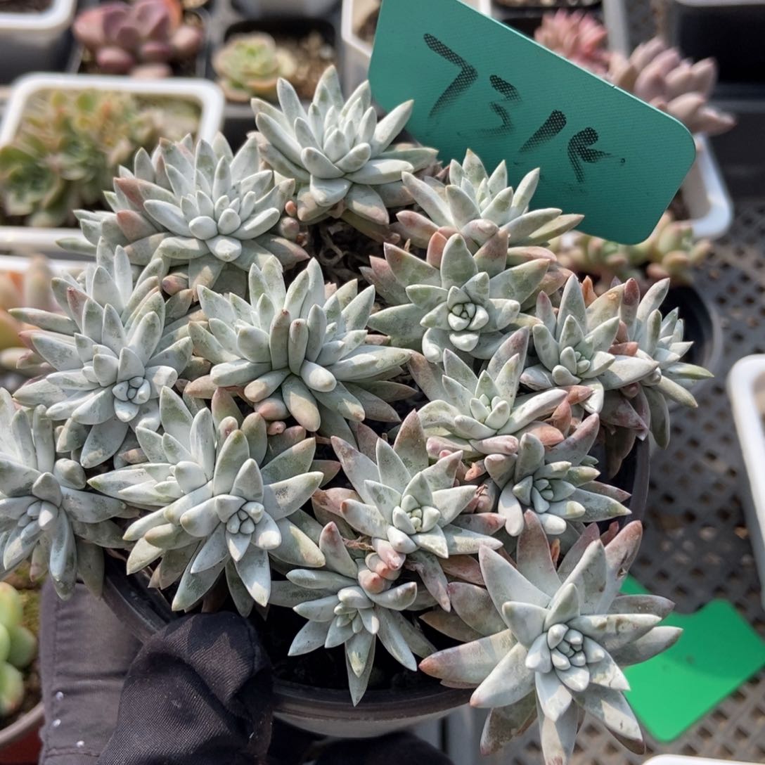 7315白菊多肉植物保护